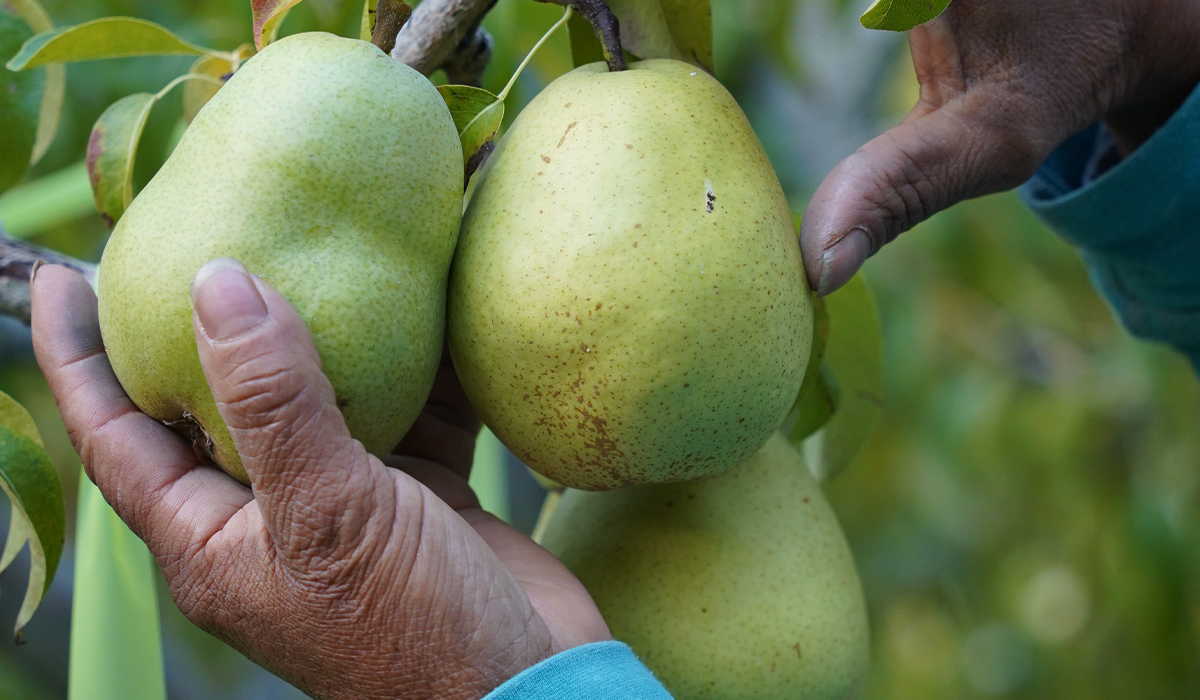A pair of hands hold onto two pairs still clinging to a tree.